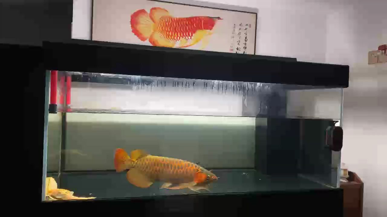 養(yǎng)魚(yú)先養(yǎng)水，養(yǎng)魚(yú)十年才入戲，隨心所欲