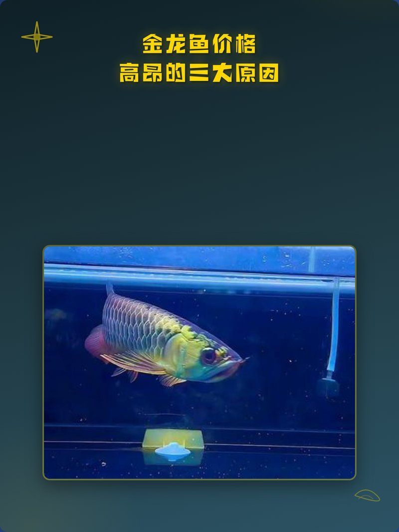 為什么金龍魚的價格如此昂貴，金龍魚價格昂貴的三大原因