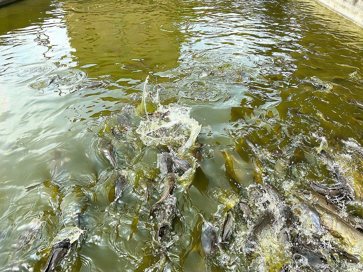 如何預防金魚爛尾的發(fā)生，如何科學預防金魚爛尾病