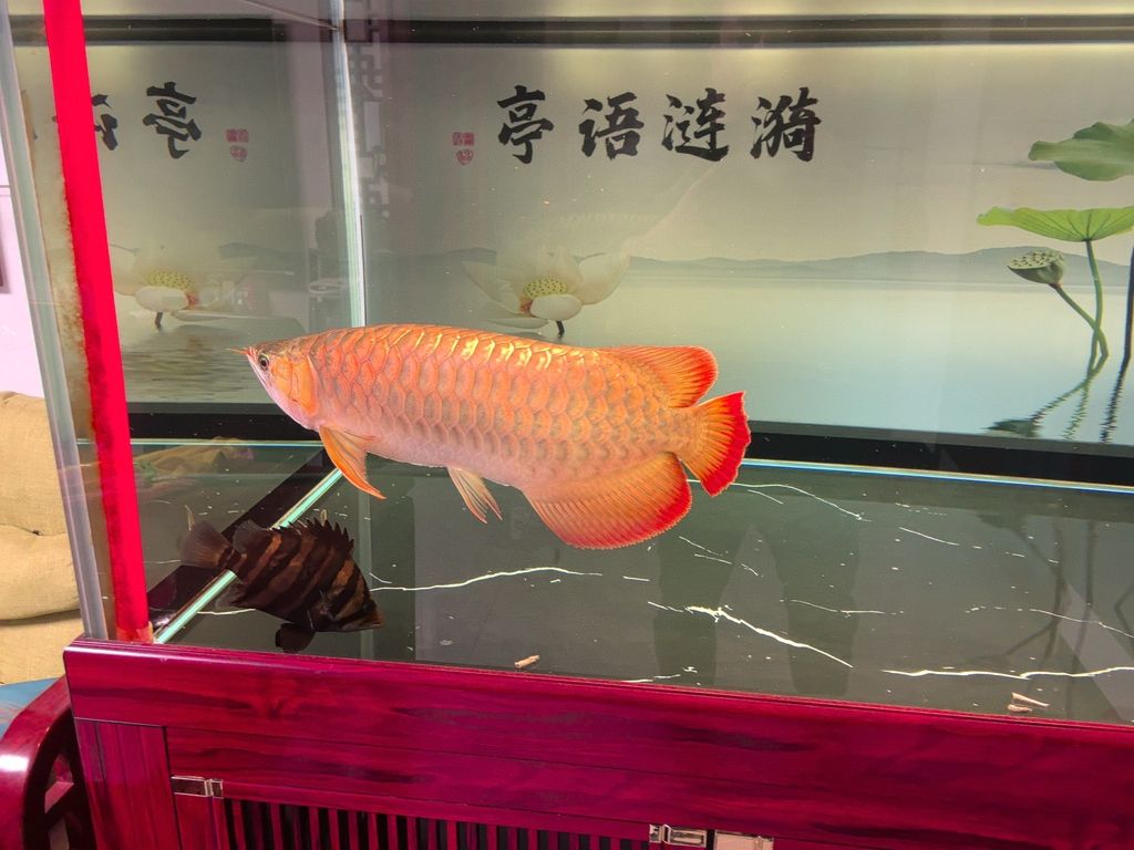 堅(jiān)持愛好，afa評(píng)論：堅(jiān)持愛好的重要性與實(shí)踐方法