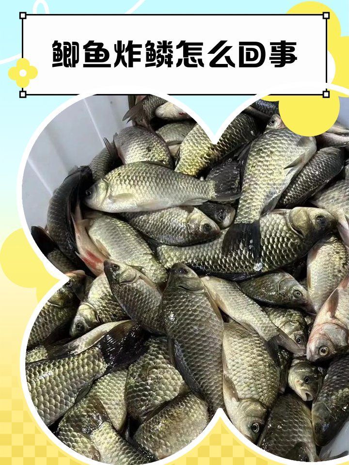 哪些魚容易得豎鱗病，哪些魚容易患上豎鱗病