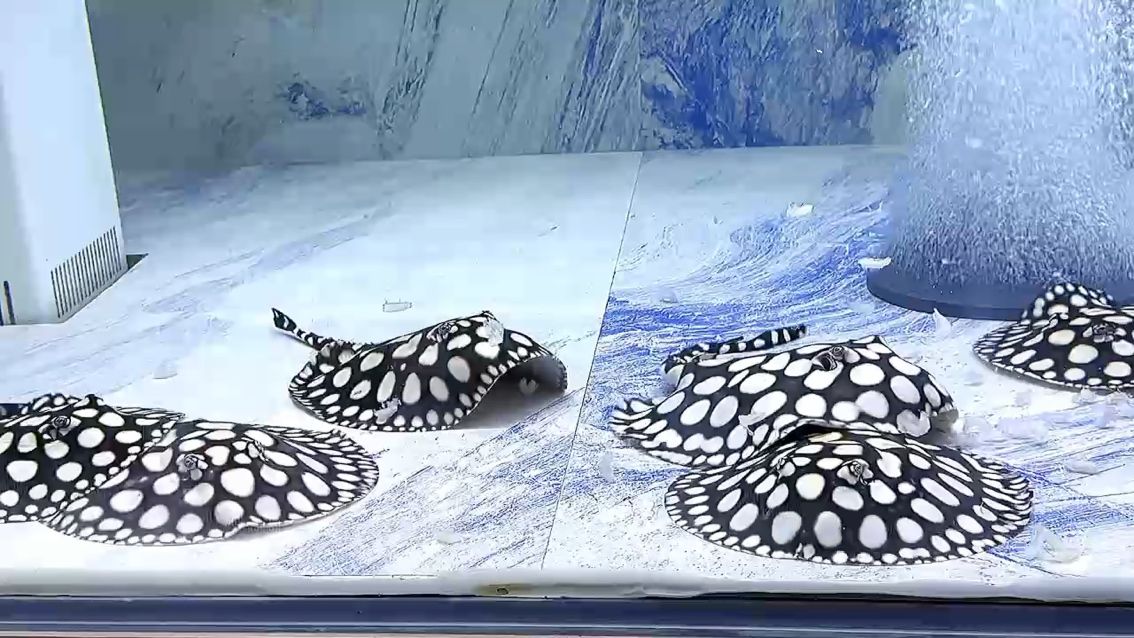 外面下著雪，屋內賞著魚，美哉，外面下著雪屋內賞著魚
