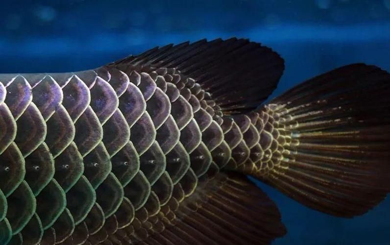 古典龍魚和金龍魚哪個更珍貴，古典龍魚與普通金龍魚的區別