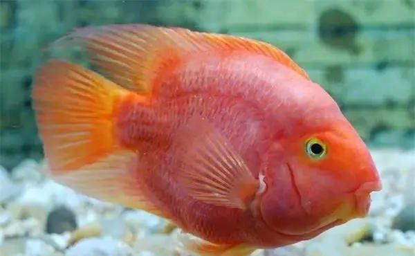 各種魚缸大全，**魚缸類型及其特點(diǎn)詳解
