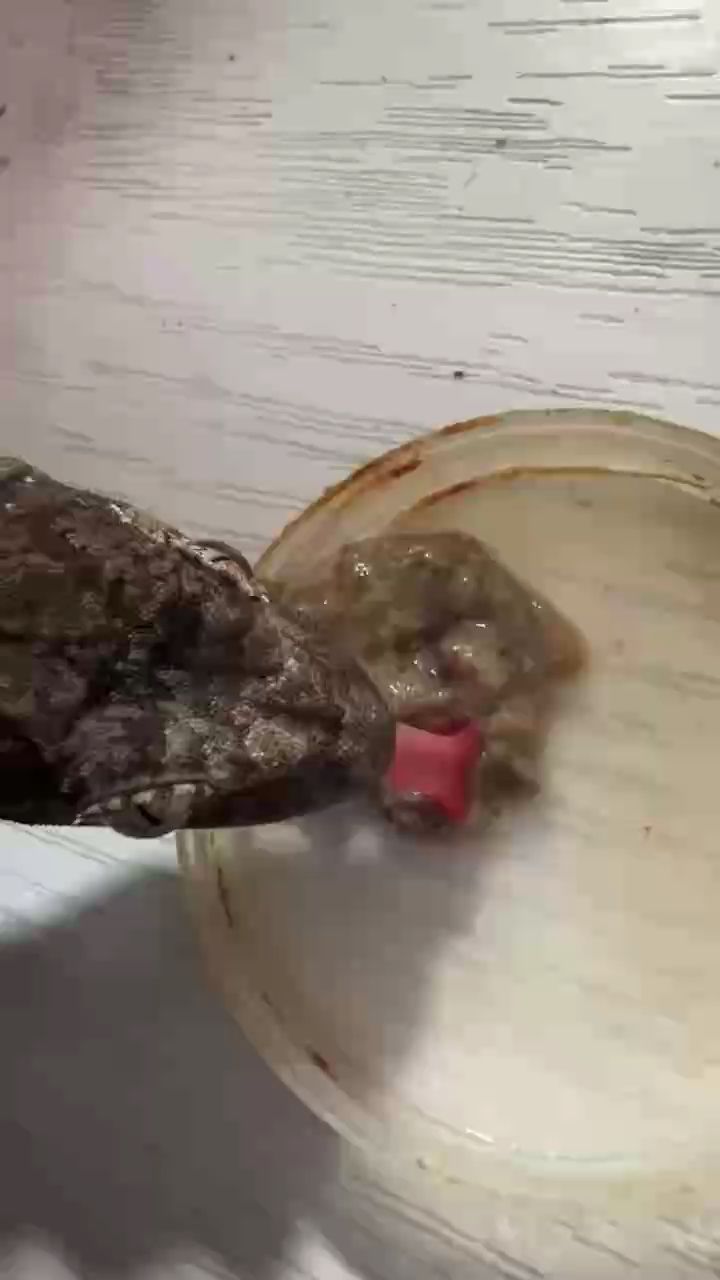 嘎嘎，《嘎嘎聲背后的心理與生理機制》