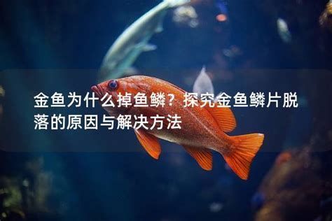 金魚魚鱗掉了能恢復(fù)嗎，金魚魚鱗掉了能恢復(fù)嗎，金魚鱗片的再生能力與脫落原因密切相關(guān)