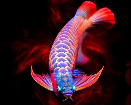 霸氣龍魚圖片，如何飼養霸氣龍魚？