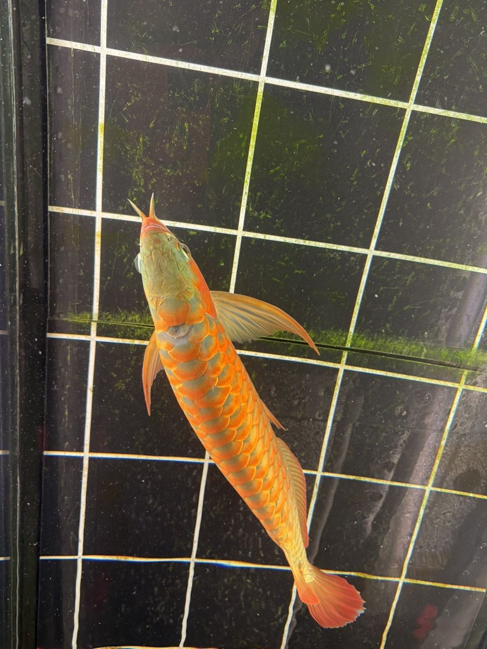 跳缸撞拉筋，背部掉了一片鱗，“跳缸撞拉筋，背部掉了一片鱗”，我為您生成