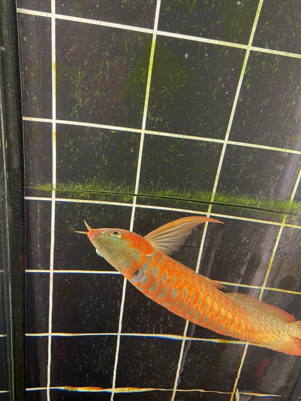 跳缸撞拉筋，背部掉了一片鱗，“跳缸撞拉筋，背部掉了一片鱗”，我為您生成