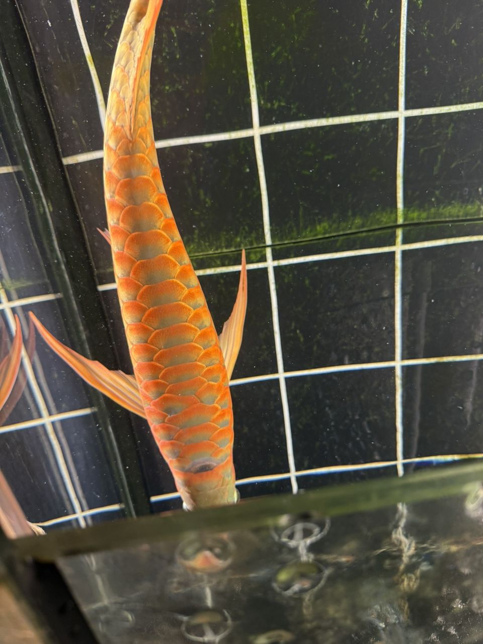 跳缸撞拉筋，背部掉了一片鱗，“跳缸撞拉筋，背部掉了一片鱗”，我為您生成