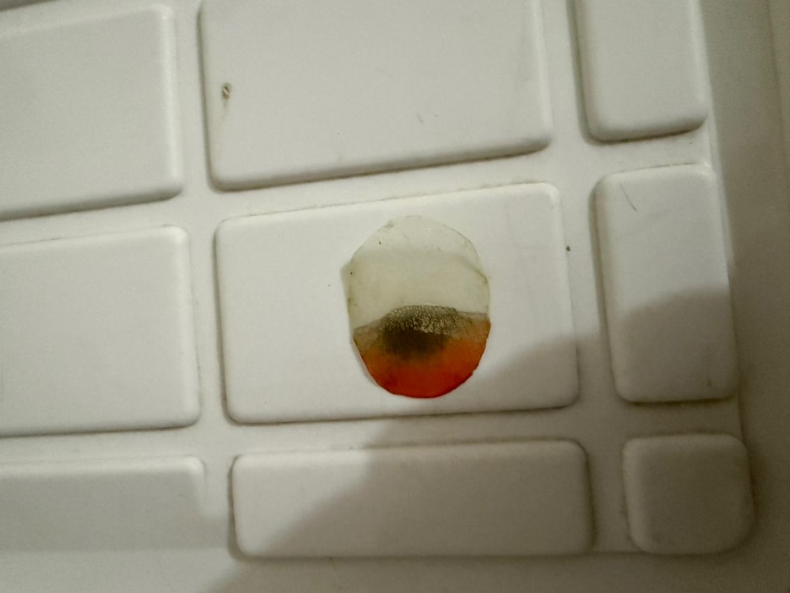 跳缸撞拉筋，背部掉了一片鱗，“跳缸撞拉筋，背部掉了一片鱗”，我為您生成