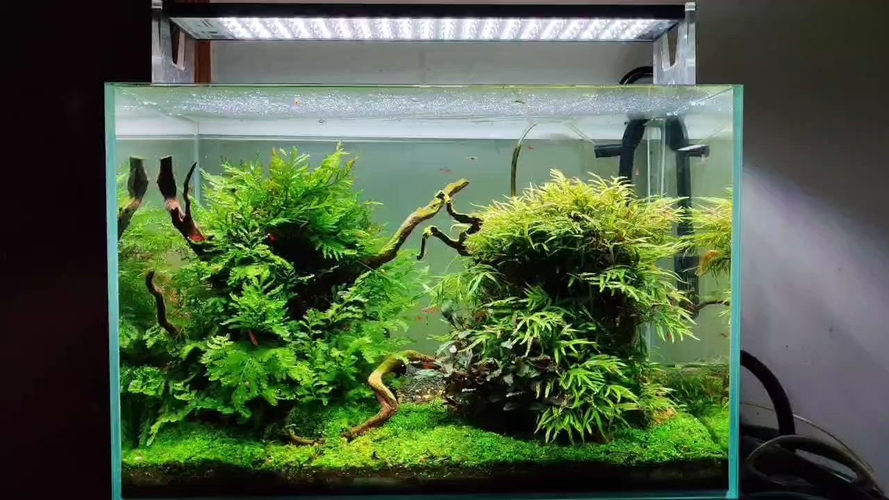 半島草缸景，半島草缸景案例分析