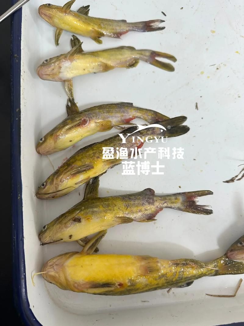 龍魚寄生蟲感染的癥狀有哪些，龍魚寄生蟲展示的癥狀