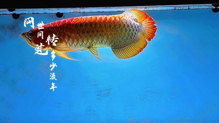 2020年至今，2020年至今的公共衛(wèi)生危機