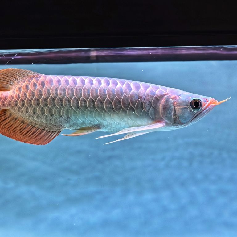 新龍入缸。，新龍入缸，昆weixin001