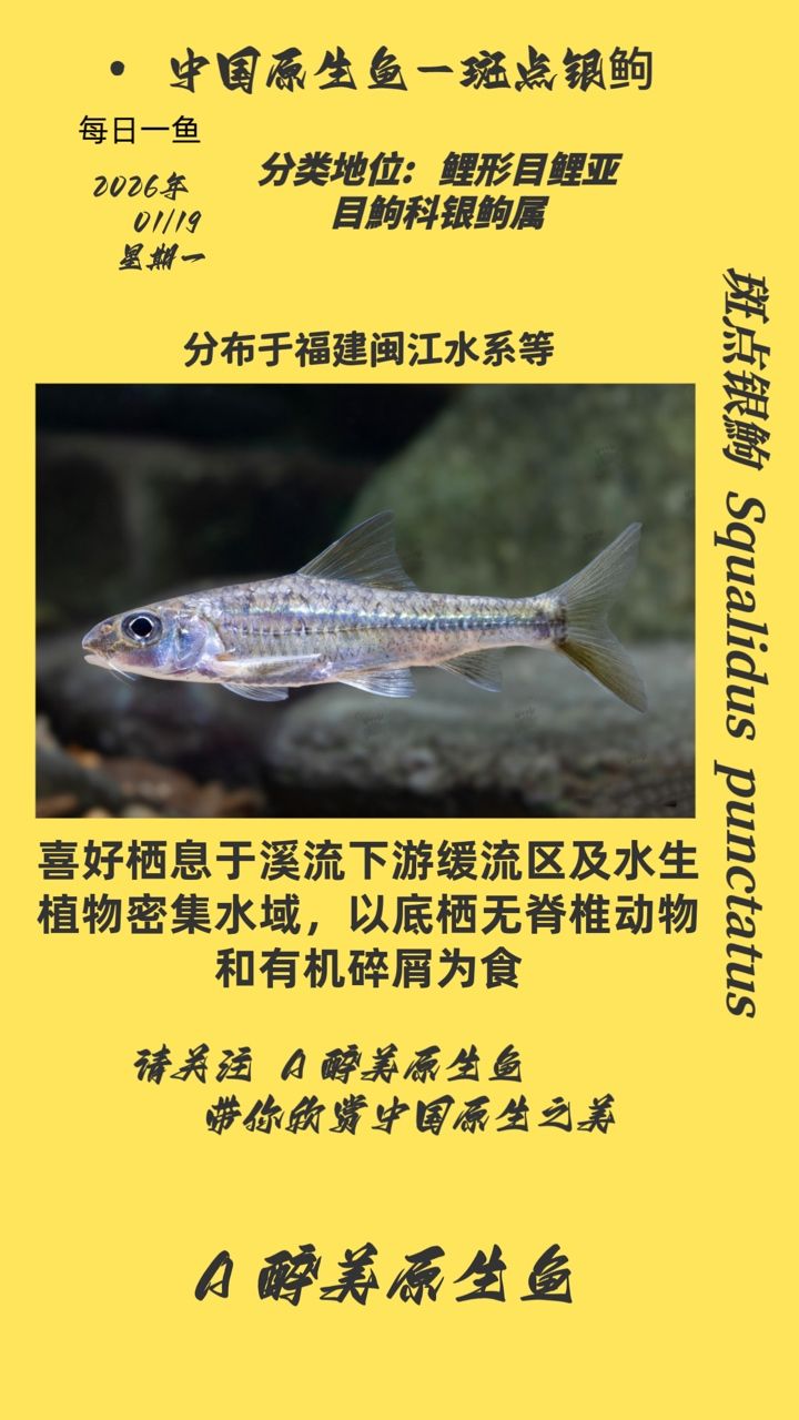 斑點銀鮈，斑點銀鮈在水域生態系統中扮演著重要角色