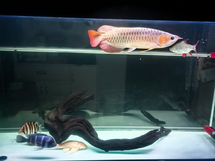 玩的就是興趣，個人興趣在日常生活和職業發展中的重要性