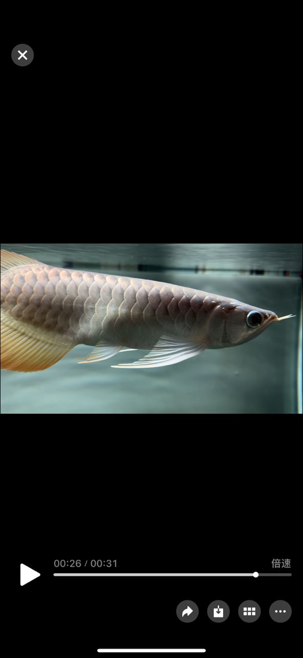 有大神知道肚子怎么回事嗎？鼓鼓的，愛魚玩水族_養魚咨詢評論：肚子鼓鼓的，究竟是怎么回事