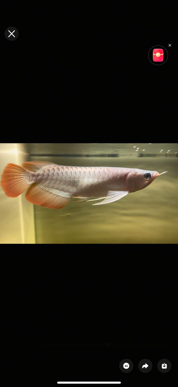 有大神知道肚子怎么回事嗎？鼓鼓的，愛魚玩水族_養魚咨詢評論：肚子鼓鼓的，究竟是怎么回事