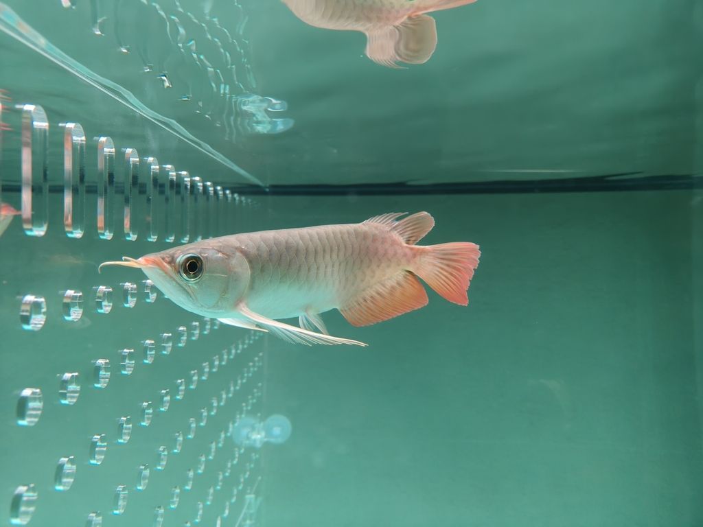 問問大家這是什么魚，北京老寧評論：這是什么魚，北京老寧評論：漂亮