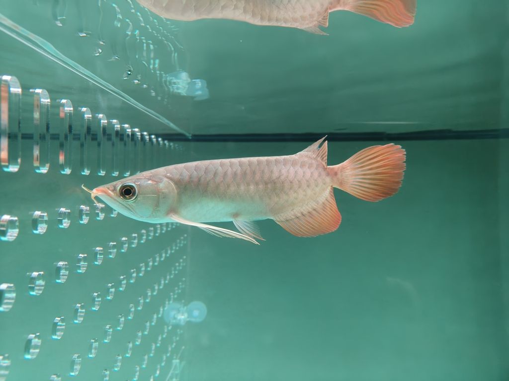 問問大家這是什么魚,北京老寧評論:這是什么魚,北京老寧評論:漂亮 龍魚論壇 第2張 問問大家這是什么魚,北京老寧評論:這是什么魚,北京老寧評論:漂亮 問問大家這是什么魚,北京老寧評論:這是什么魚,北京老寧評論:漂亮 龍魚論壇 第2張