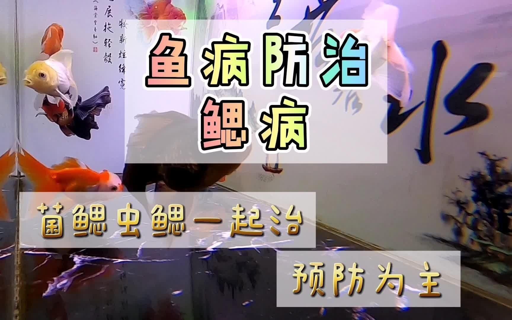 魚鰓病如何治療，如何判斷魚鰓病是細菌性還是寄生蟲性？