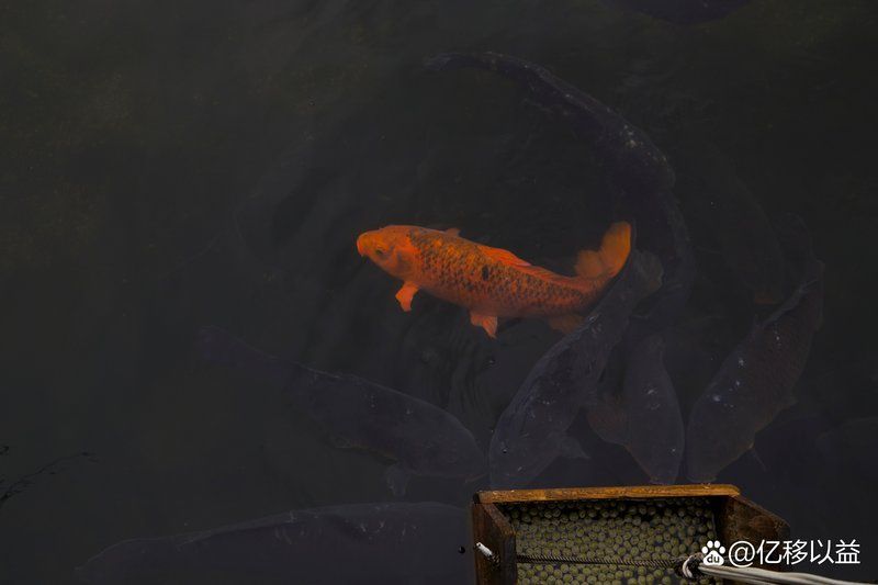 七條魚中紅色魚的意義是什么，七條魚中其他顏色的意義在中國傳統風水學中紅色魚的意義