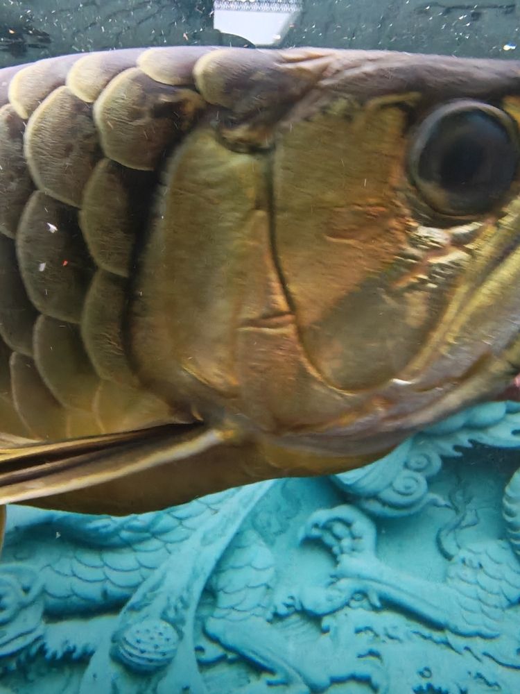 有請大神幫忙看下，出點主意，龍魚眼睛如何治療