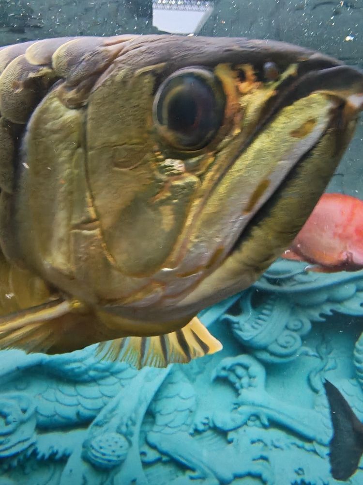有請大神幫忙看下，出點主意，龍魚眼睛如何治療