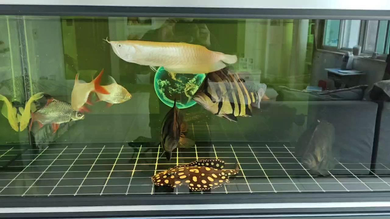做做檢疫，春秋一定要檢疫哦，，_小金龍評論：春秋季節(jié)必須進行檢疫