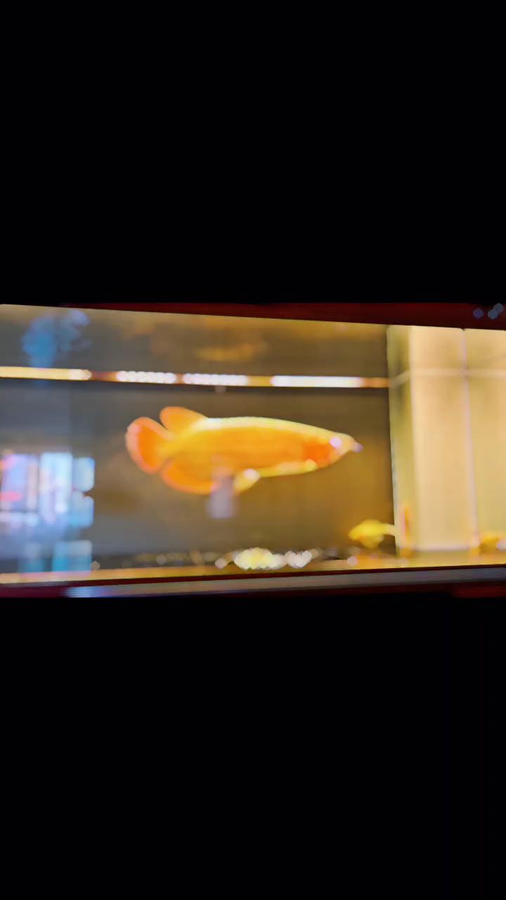 紅龍小卡拉米，《哈利·波特》魔法生物龍小卡拉米評論