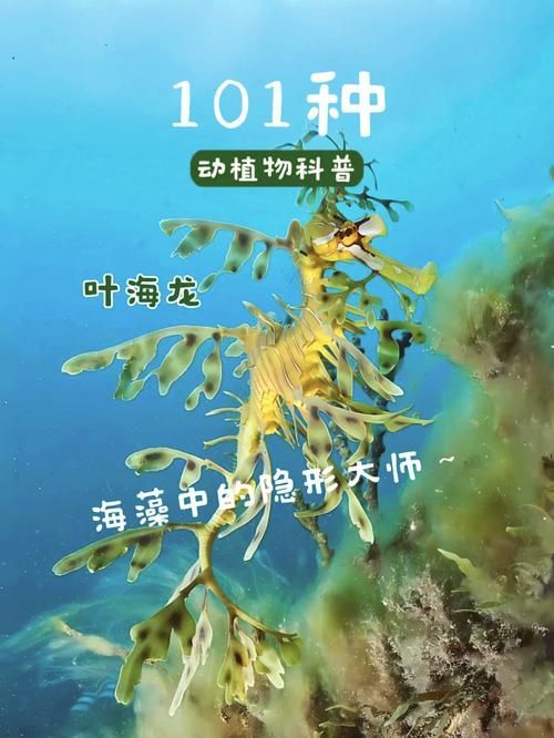 給我一些葉海龍和竹葉龍魚的照片，葉海龍與竹葉龍的區(qū)別