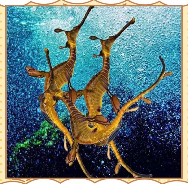 給我一些葉海龍和竹葉龍魚的照片，葉海龍與竹葉龍的區(qū)別