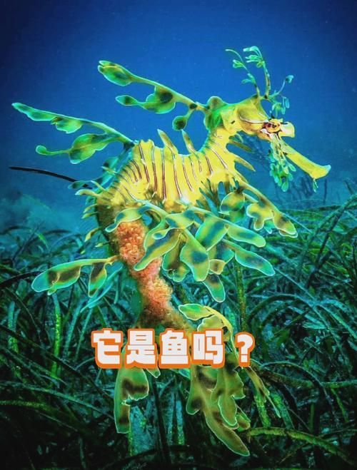 給我一些葉海龍和竹葉龍魚的照片，葉海龍與竹葉龍的區(qū)別