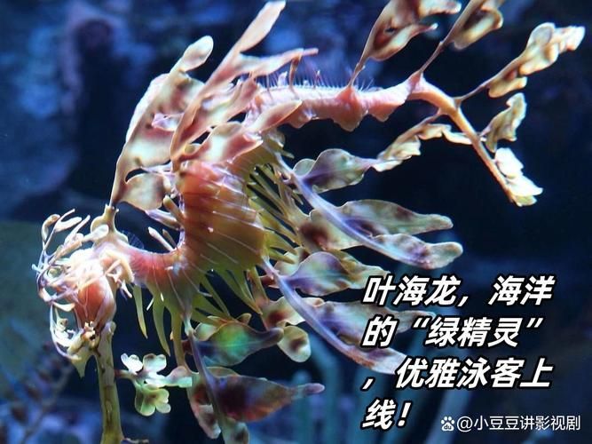 給我一些葉海龍和竹葉龍魚的照片，葉海龍與竹葉龍的區(qū)別