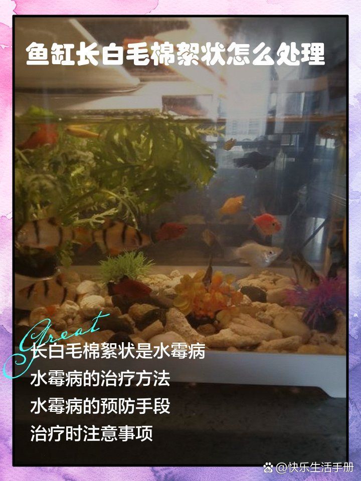 魚身上長白毛會傳染嗎，魚身上長白毛會傳染給人類嗎？