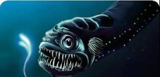 深海龍魚長什么樣，深海龍魚是一種生活在深海環境中的神秘掠食者，深海龍魚的壽命有多長