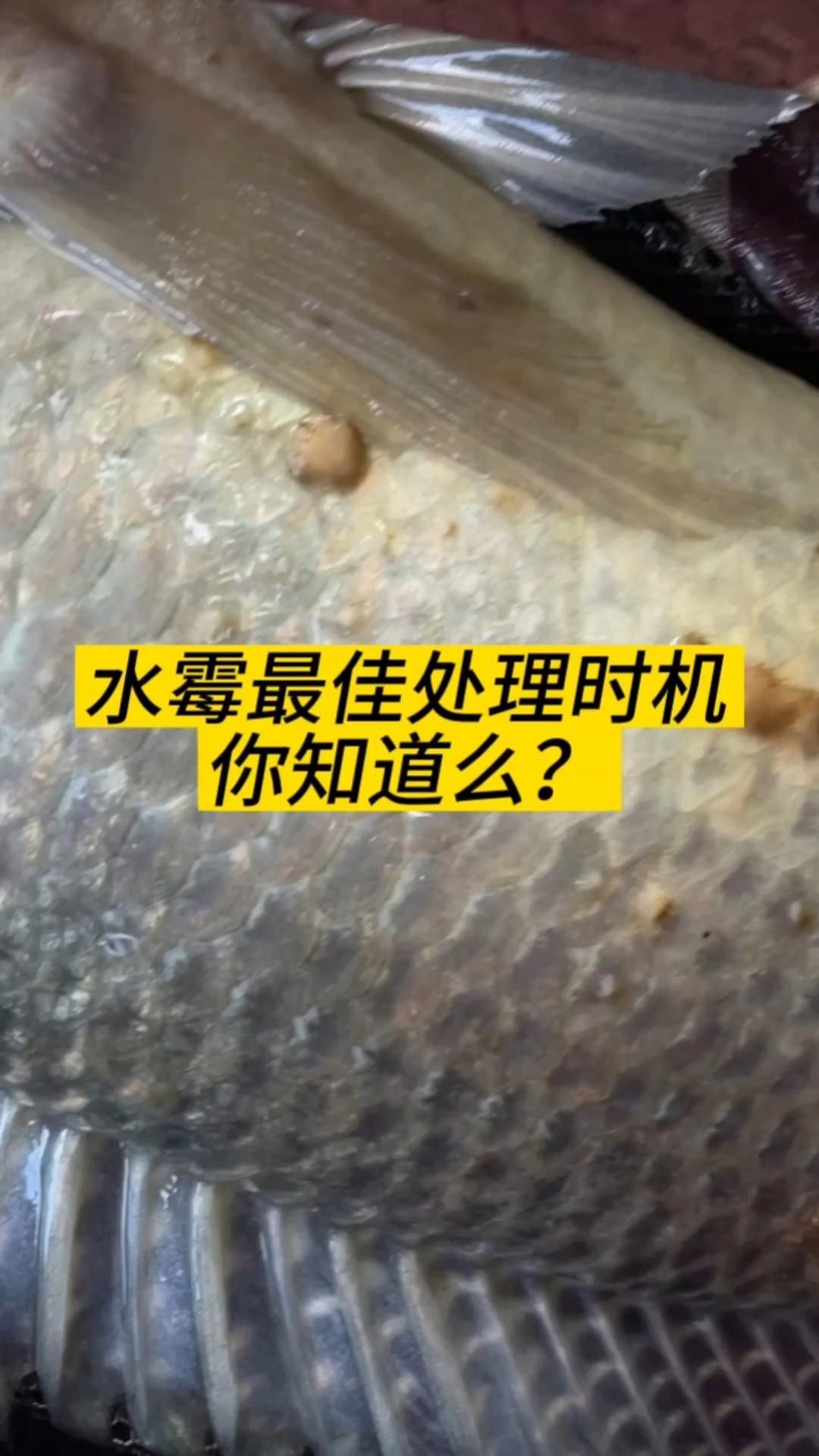 龍魚得了水霉病會多久好？，如何判斷龍魚是否患有水霉病？