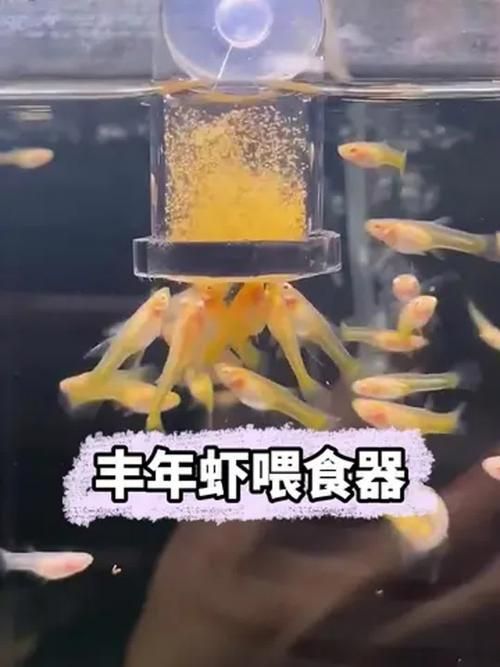 金龍魚幼苗飼養注意事項有哪些，金龍魚幼苗飼養指南