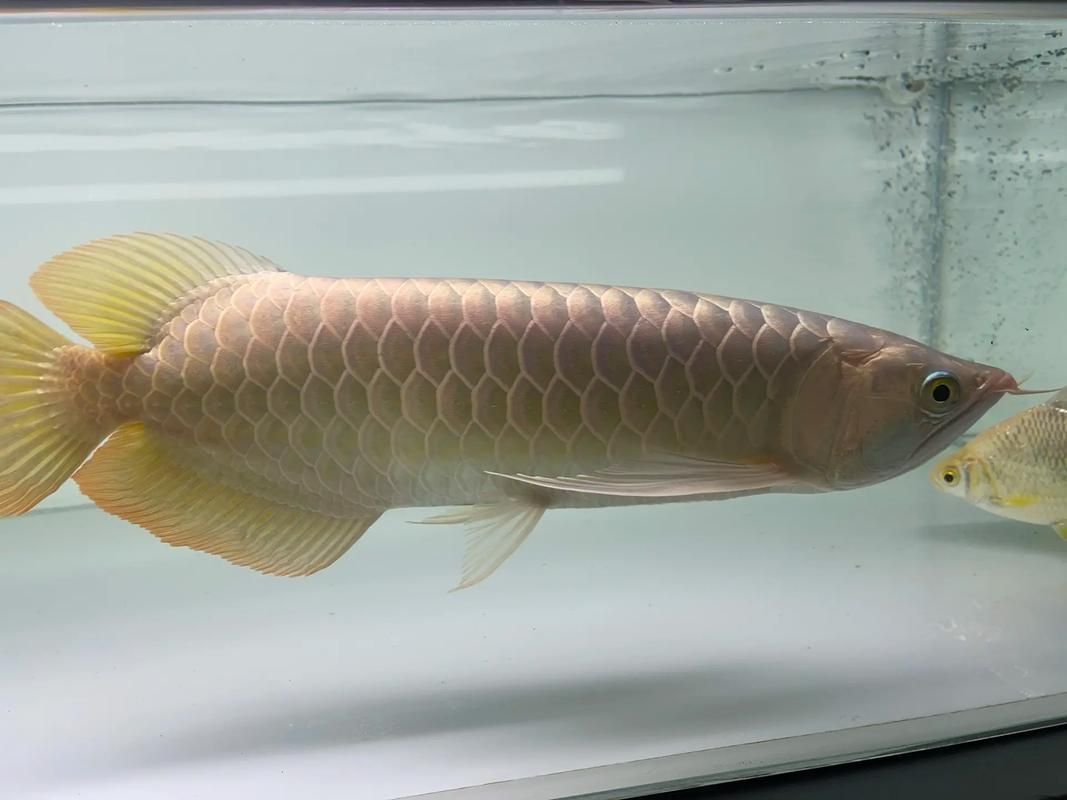 白缸養殖紅龍魚的優缺點