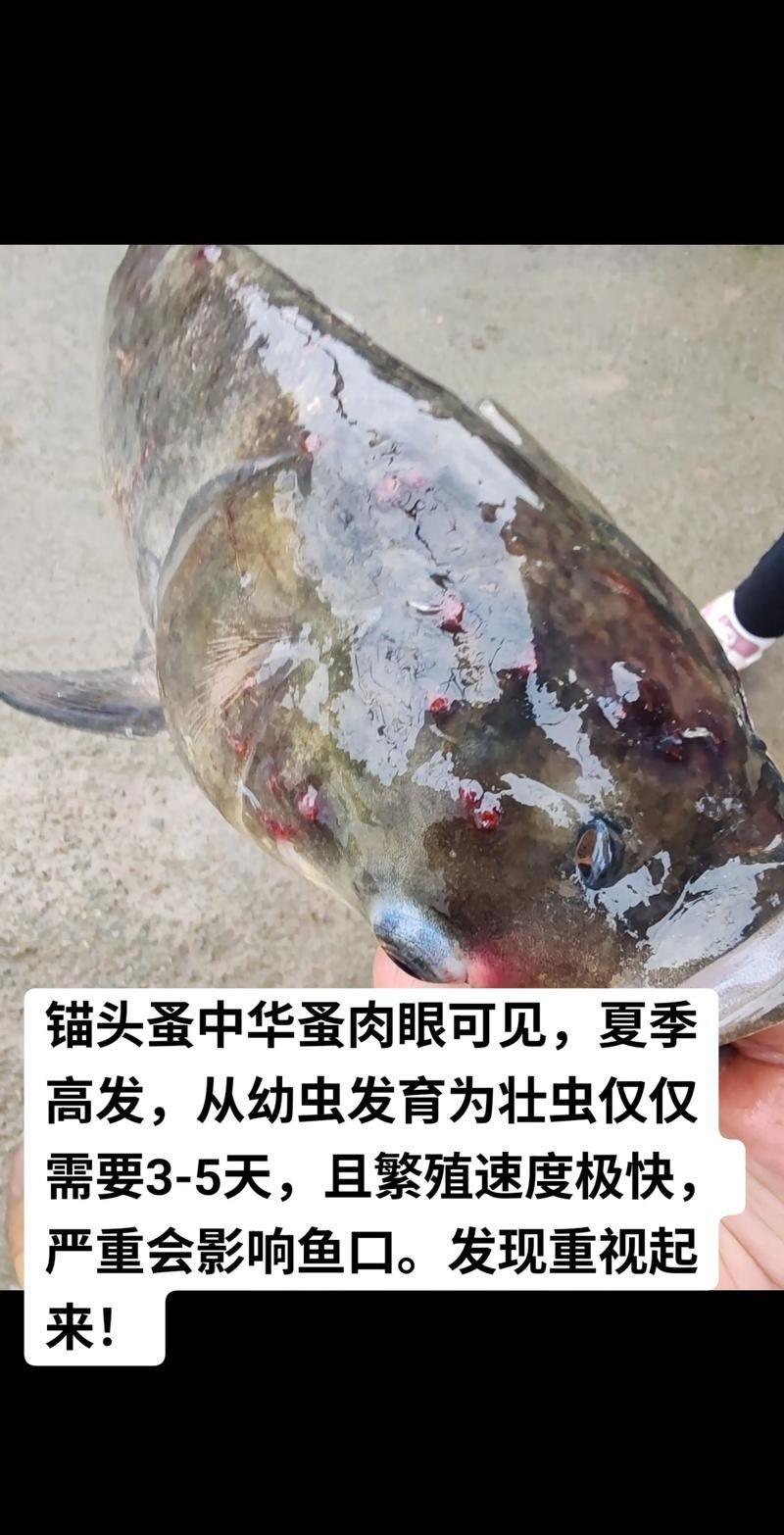 如何判斷龍魚是否感染寄生蟲，arxiv論文助手arxiv論文助手可輔助查找水產寄生蟲