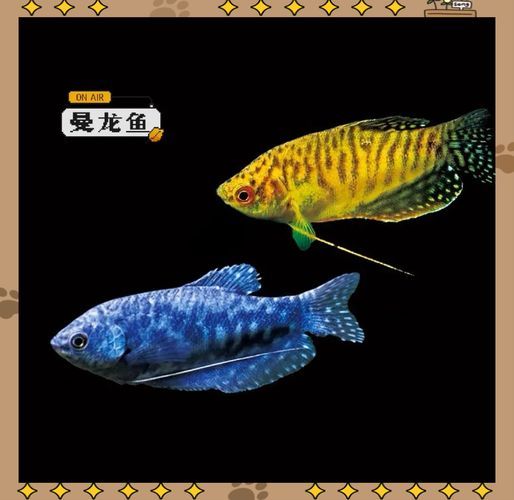 如何判斷曼龍魚是否健康，如何判斷曼龍魚是否健康——全面體征評估指南