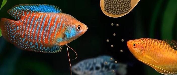如何判斷曼龍魚是否健康，如何判斷曼龍魚是否健康——全面體征評估指南
