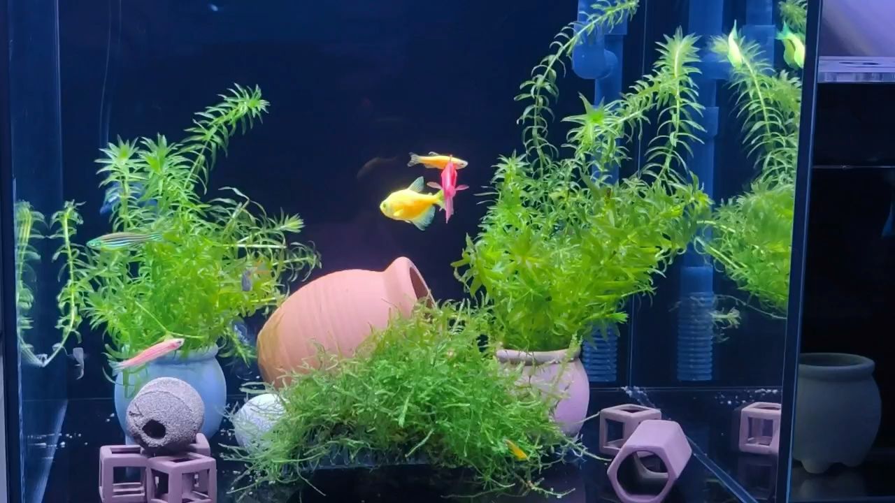 桌面風景，桌面風景，不僅提供了視覺上的享受，還反映了用戶的個性和審美偏好