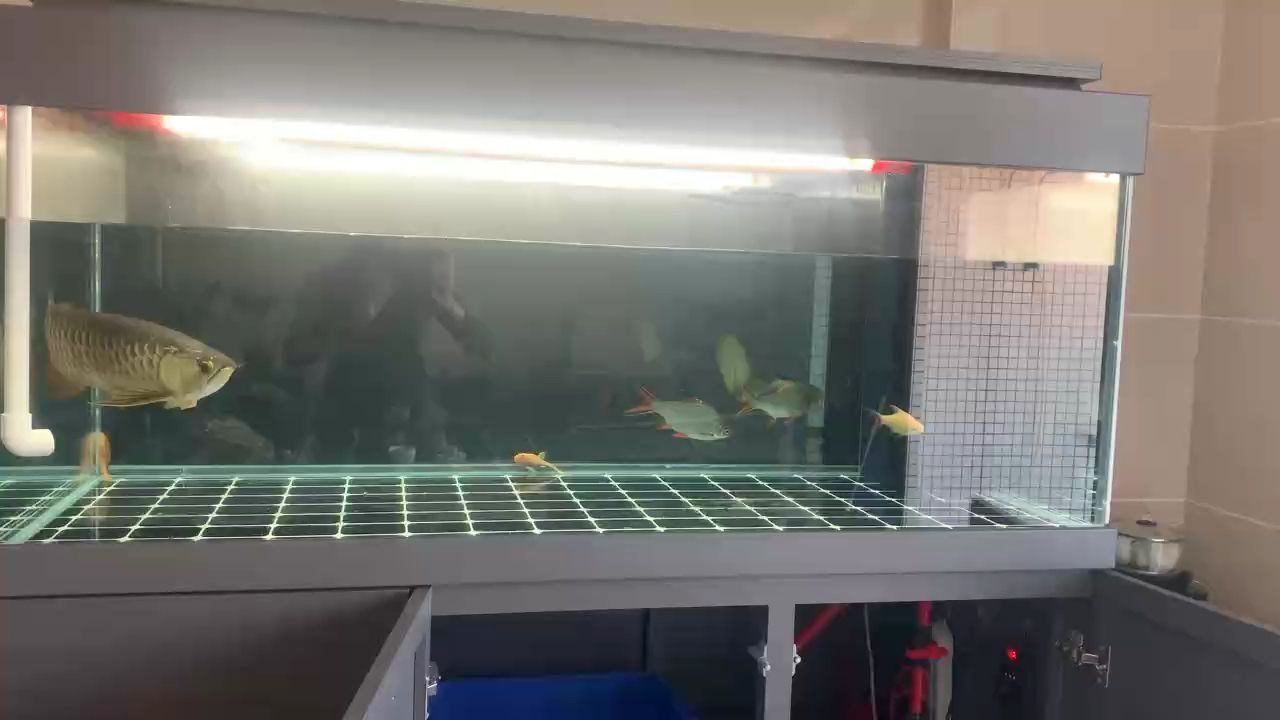 金龍，金龍的寓意是什么？