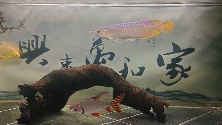 到家三天不開口怎么解決，到家三天不開口怎么辦