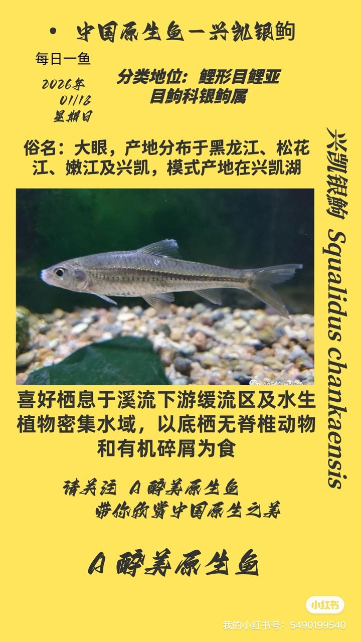 興凱銀鮈，東北亞地區(qū)特有的一種淡水魚類，常被用作觀賞魚