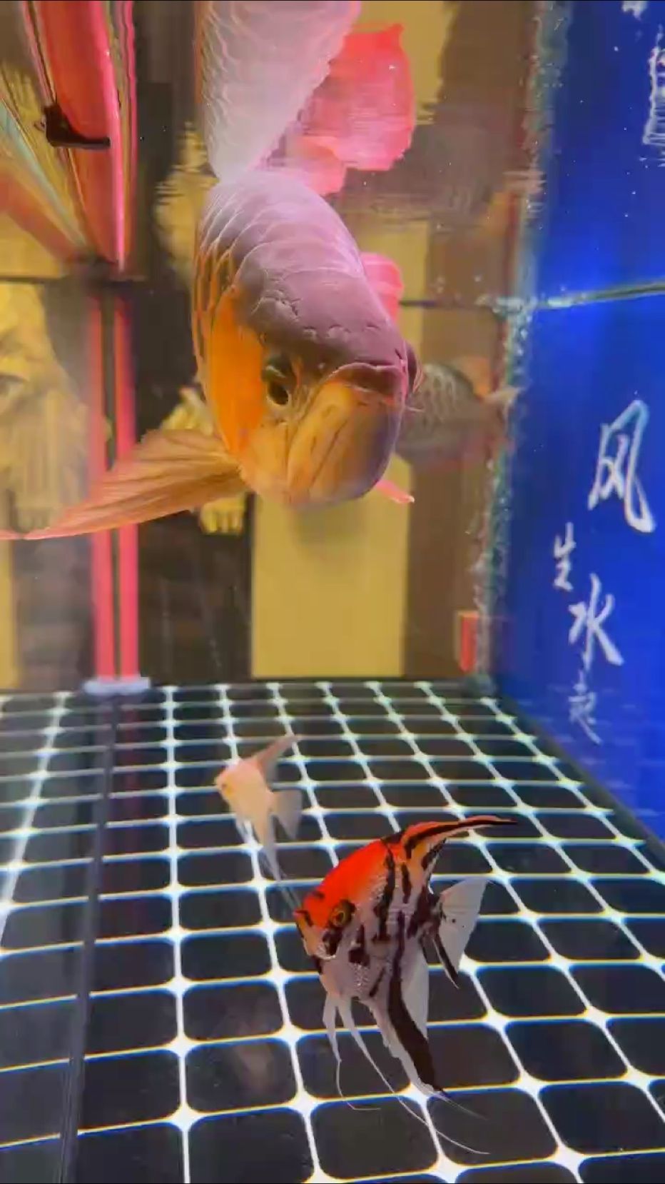 龍魚論壇哪個牌子的售后服務最好？