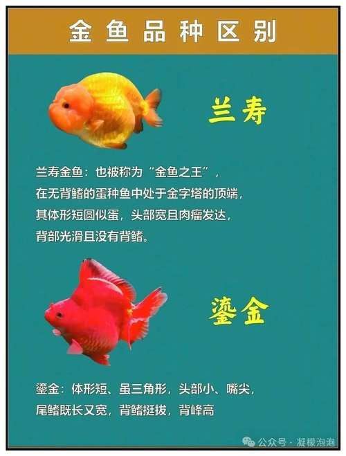 給我一些著名金魚品種的圖片，水族箱中的金魚品種