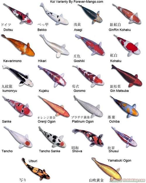 給我一些著名金魚品種的圖片，水族箱中的金魚品種